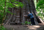 Calaveras Big Trees